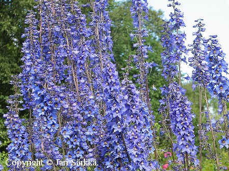 Delphinium elatum